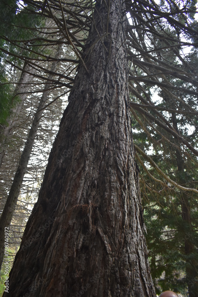 árbol en el bosque que muestra sus ramas árbol en el bosque que muestra sus ramas
