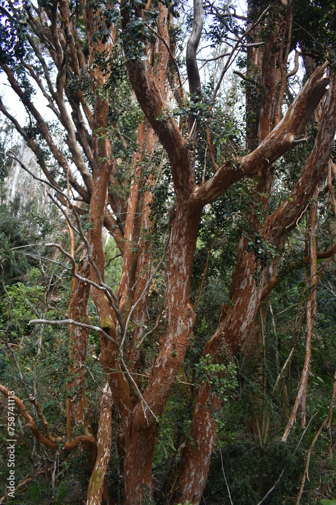 Fototapeta premium arboles cubriendo todo el lugar en un clima humedo