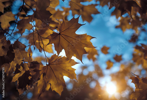 Autumn fall background with bright golden maple leaves stock illustration