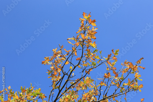 autumn oak twig