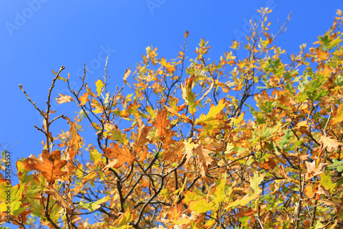 autumn oak branch
