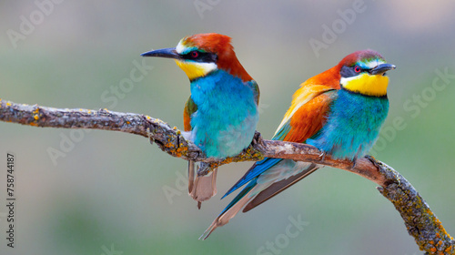 Bee-eater, Merops apiaster, Mediterranean Forest, Castilla y Leon, Spain, Europe © Al Carrera