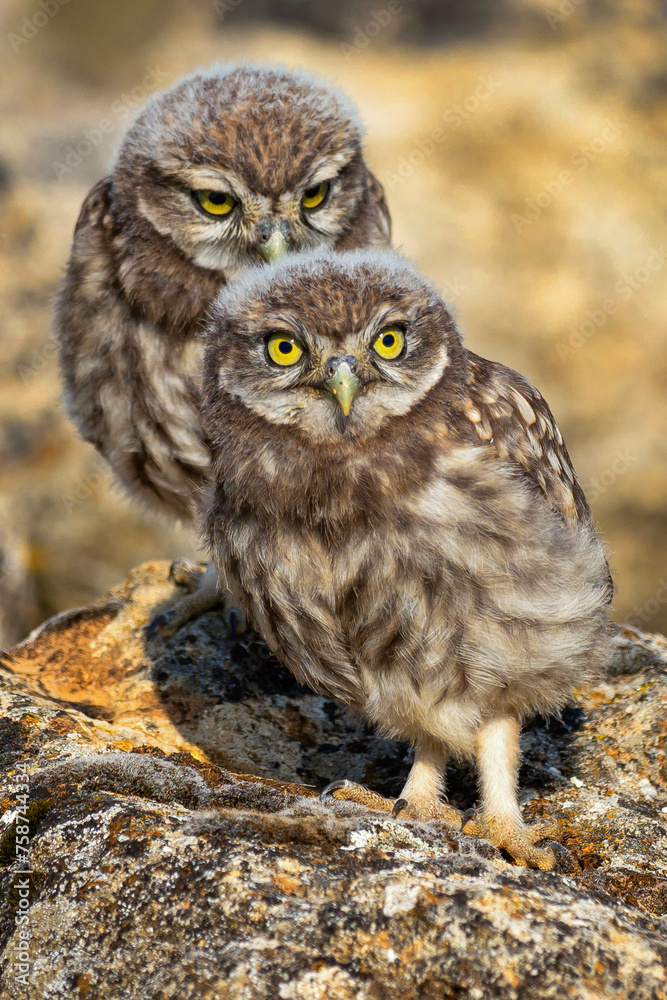 Little Owl, Athene noctua, Mediterranean Forest, Castilla y Leon, Spain, Europe Little Owl, Athene noctua, Mediterranean Forest, Castilla y Leon, Spain, Europe