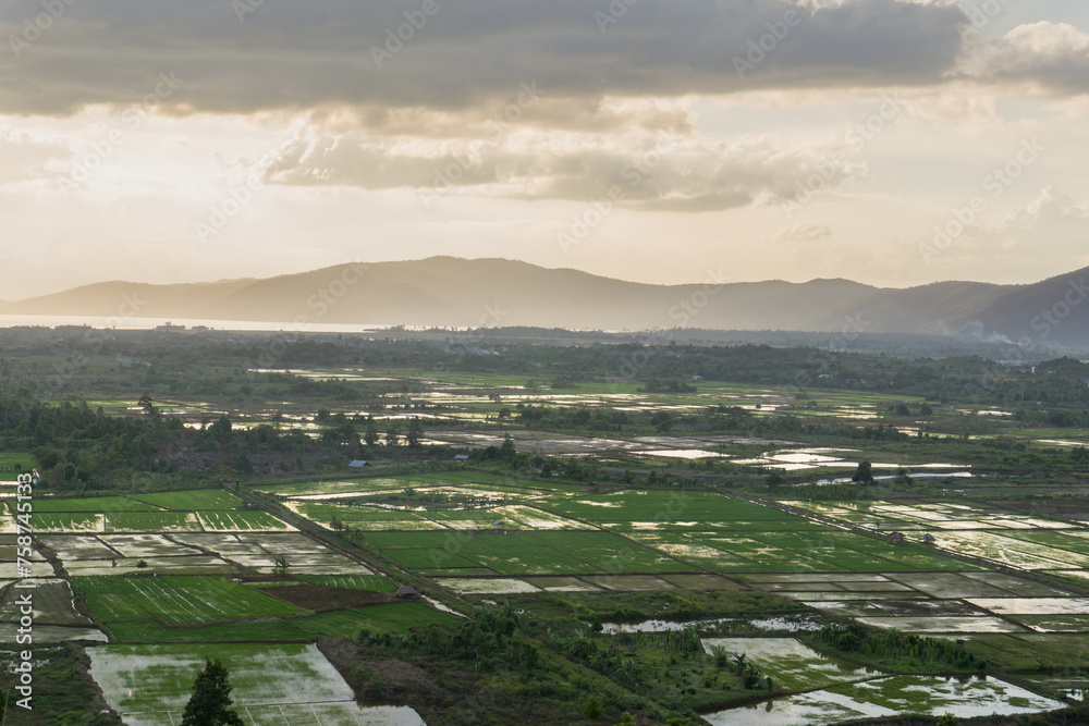 Fototapeta premium view of rice fields from the top of the hill 