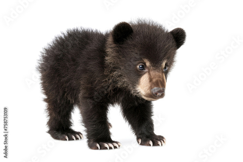 A cute Tian Shan bear cub with white claws on a white background