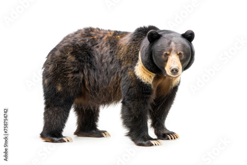 A majestic Tian Shan bear with white claws on a white background