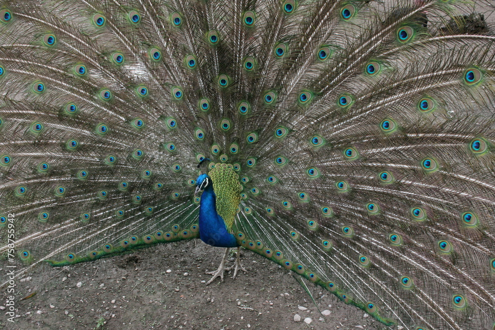 Obraz premium PAVO REAL