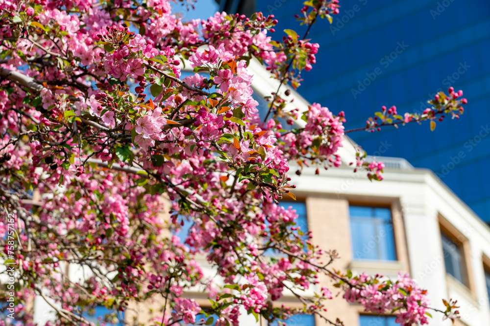 A blooming pink apple tree in the city. Niedzwetzky apple (malus niedzwetzkyana). Spring in the city