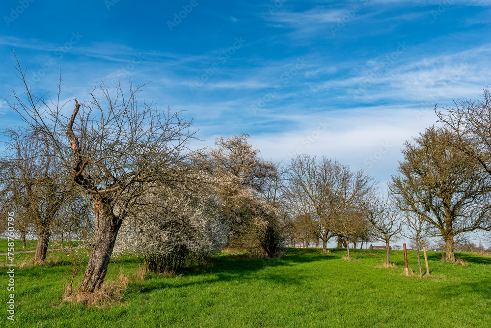 Weiß blühender Schlehdorn und kahle Apfelbäume auf einer Streuobstwiese im Frühling bei schönem Wetter und aufgelockerter Bewölkung Weiß blühender Schlehdorn und kahle Apfelbäume auf einer Streuobstwiese im Frühling bei schönem Wetter und aufgelockerter Bewölkung