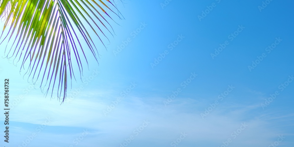 Fototapeta premium palm tree on sky