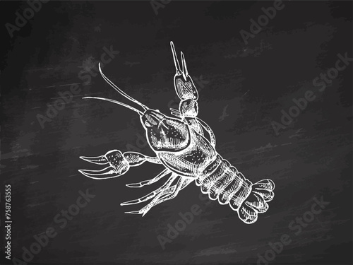 Hand-drawn river crayfish. Vector sketch illustration on chalkboard background. Sea collection. Engraved illustrations. Realistic sketches.