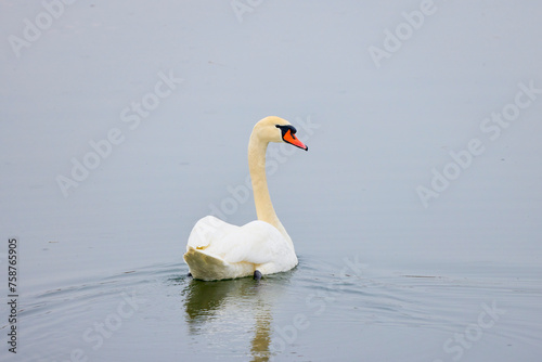 the beautiful male swan on a lake.