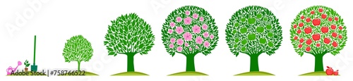 Apple tree life stage set with cultivation symbols. Tree growth cycle. Agriculture growing plant. Isolated planting concept, cartoon garden fruits blossom. Orchard garden harvest.  illustration