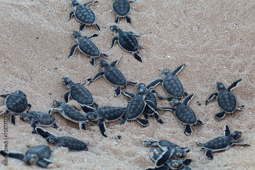 Group of green turtle hatchlings on the beach. Many baby turtles going out of the nest, walking on the sand to the ocean. Magical wildlife moment. Ningaloo national park in Exmouth, Western Australia.
