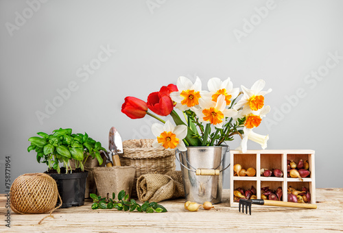 Gardening farming. Seedlings basil and onion with bunch spring flower in bucket with garden tool at gray background and wooden table.