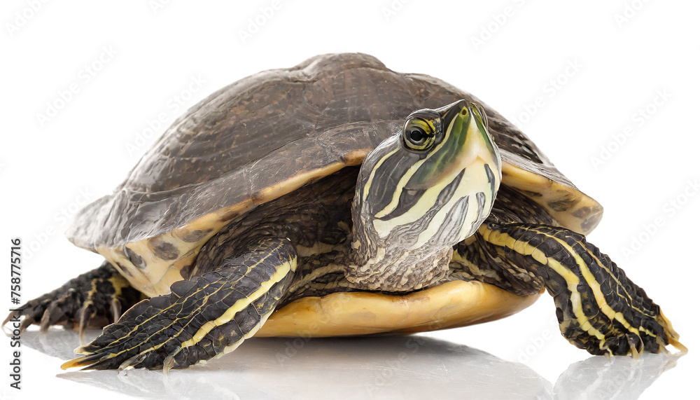 Water turtle isolated on white background, cutout Water turtle isolated on white background, cutout