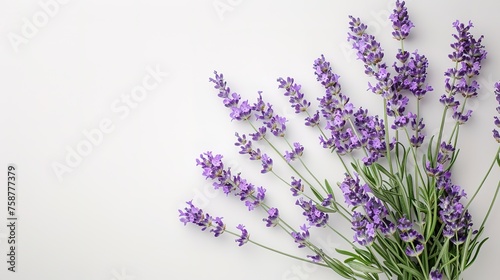 Bunch of lavender flowers on white background  Generative ai 