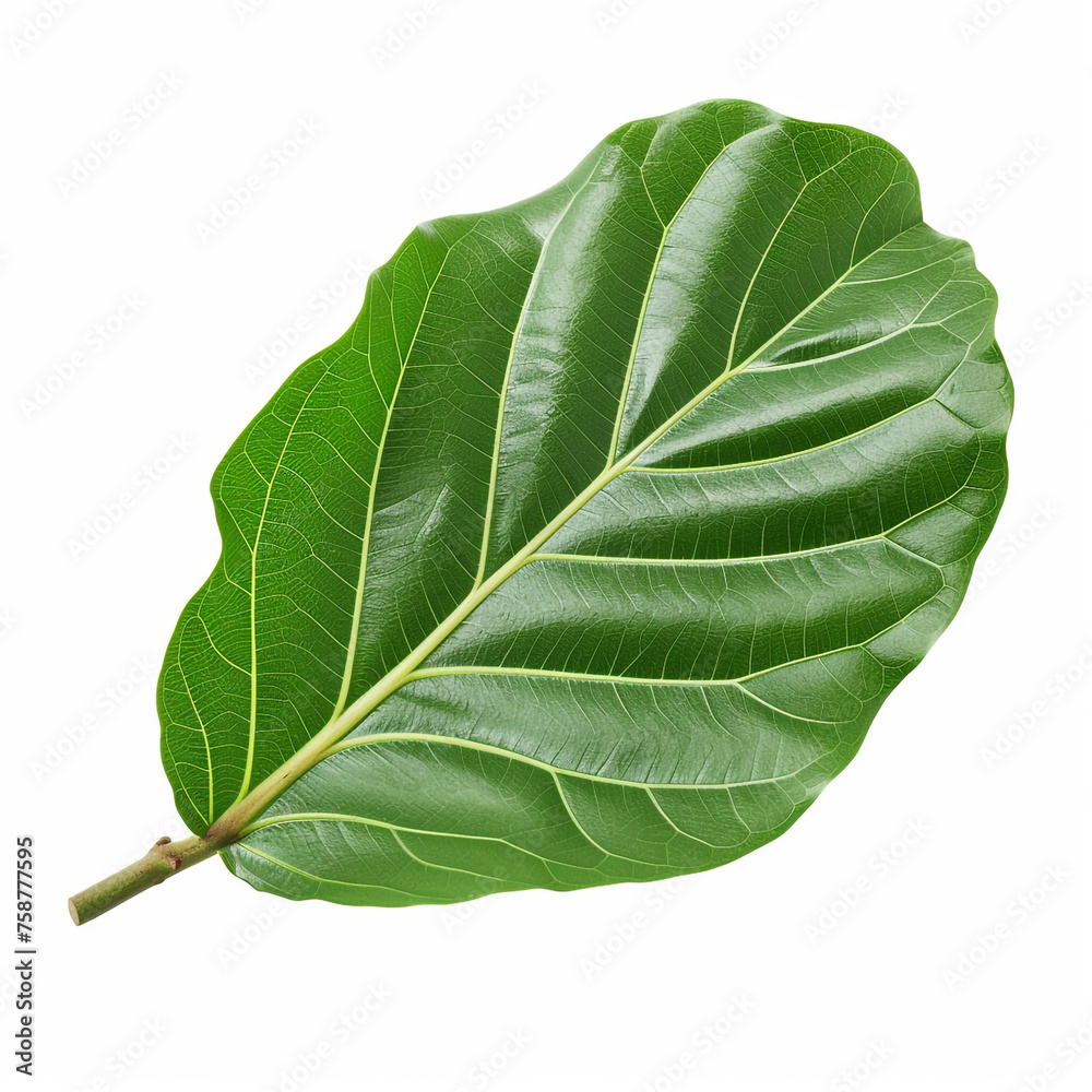 Obraz premium fig leaf isolated on white сreated with Generative Ai