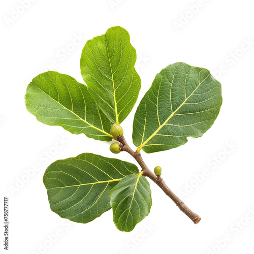 fig leaf isolated on white сreated with Generative Ai