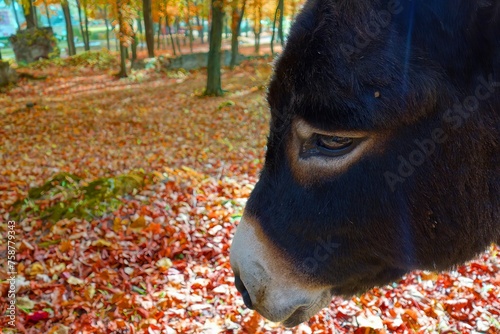 A view of the head of a cute donkey in a forest park as an attraction photo