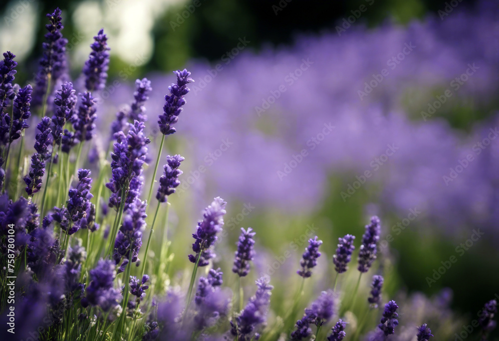 Fototapeta premium Many purple lavender flowers decorated round shaped podium Lavender (Lavandula) reduces pain inflammation poduim lavandula lavandula plant flower purple fragrance scent essential oil herbal herb