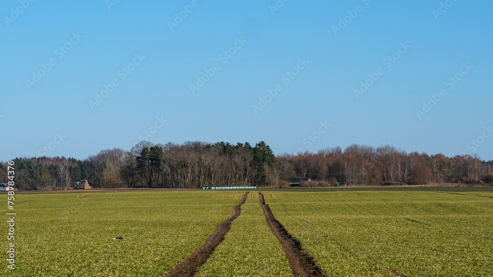 Journey Through Latvian Fields: Tire Imprints Amidst Crops