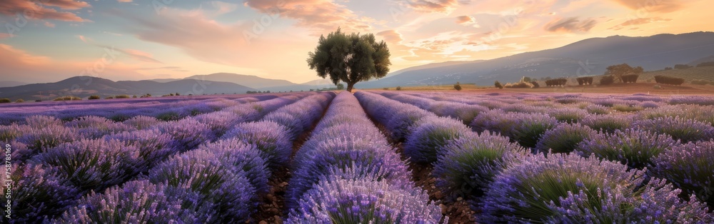Obraz premium A lone tree stands tall amidst a vast lavender field, bathed in the warm glow of the setting sun.