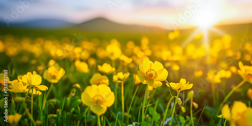 Meadow buttercups floral view with green natural background with hills and the sun