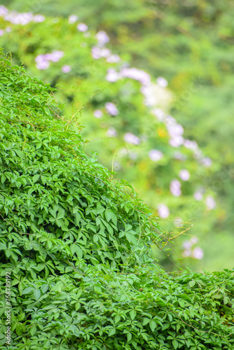 Beautiful green bushes foliage during spring. Seamless nature background.