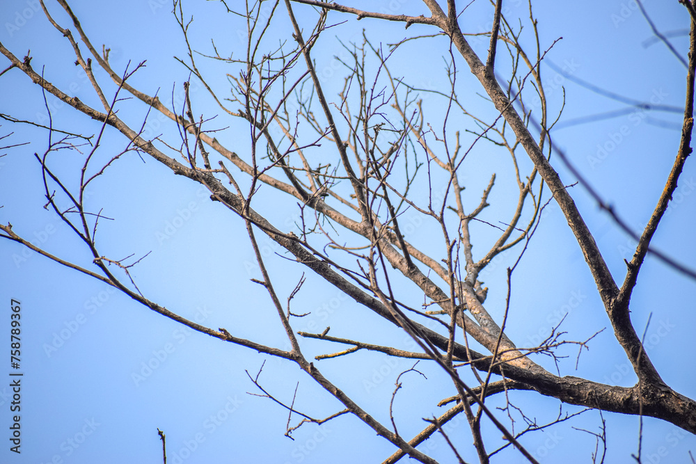 Dried tree branches on sky background. Leafless branches of an aged tree. Dried tree branches on sky background. Leafless branches of an aged tree.
