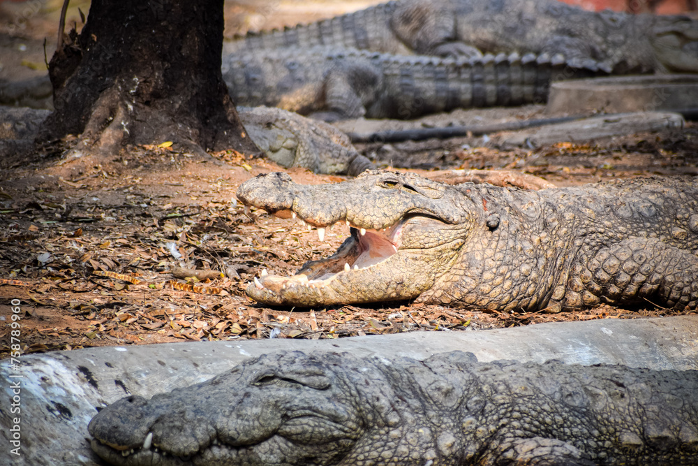 Fototapeta premium Huge crocodile near the pond with beautiful nature background. Alligator or crocodile.