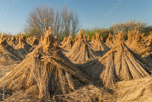 getrocknetes Schilf, Neusiedlersee, Burgenland, Österreich photo