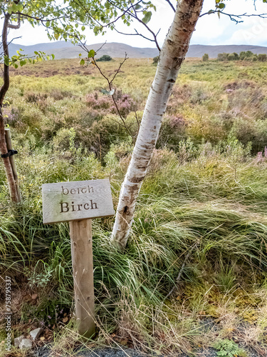 Birch tree and sign explaining it irish and english including translation photo