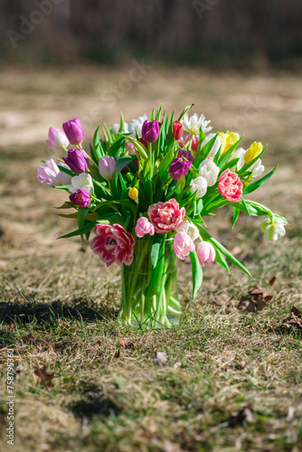 Ablaze with Beauty: Sun-Kissed Tulips in Full Bloom, Tulpes, Tulipa photo