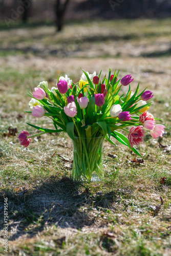 Sunlit Bouquet: Tulips Basking in Nature's Spotlight, Tulpes, Tulipa photo