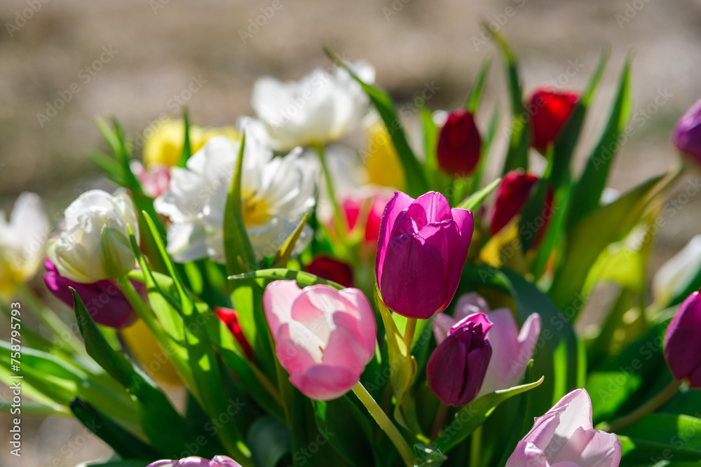 Fototapeta premium Colorburst: Sunlit Tulips Painting the Landscape, Tulpes, Tulipa