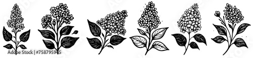 lilac flowers, blooming beauty, black vector graphic photo