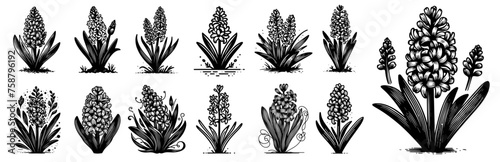 collection of hyacinth flowers in various styles, blooming floral decoration, black vector graphic photo
