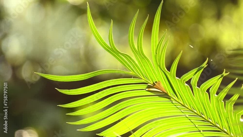 Cycas rumphii or queen sago palm, is dioecious gymnosperm photo