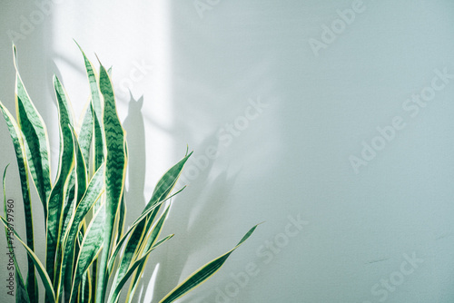 白い背景の中、光を浴びる観葉植物 photo