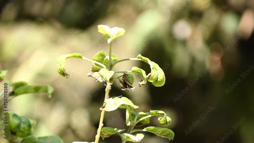 Malus sylvestris, the European crab apple, is a species of the genus Malus, native to Europe. Its scientific name means Malus sylvestris, the European crab apple, is a species of the genus Malus, native to Europe. Its scientific name means