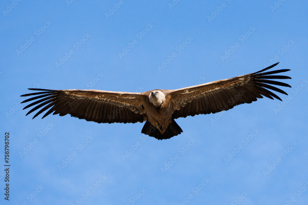 Buitre leonado, gyps fulvus, volando con fondo de cielo azul en Alcoy, España Buitre leonado, gyps fulvus, volando con fondo de cielo azul en Alcoy, España