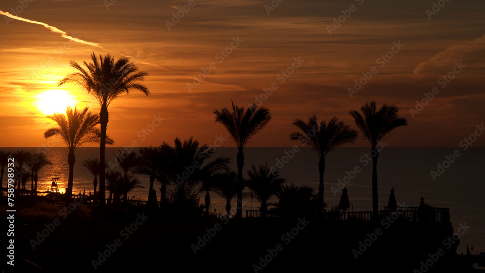 Seascape. Silhouettes of palm trees against the sky at dawn.