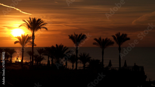 Seascape. Silhouettes of palm trees against the sky at dawn.