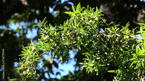 Podocarpus neriifolius is a species of conifer in the family Podocarpaceae. It grows in tropical and subtropical wet closed forests, between 650m and 1600m altitude. photo