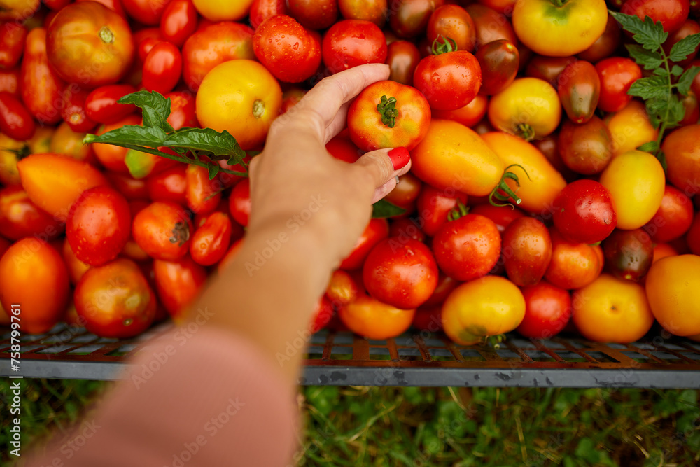 Hand Selecting a Fresh Tomato Among Various Heirloom Varieties at a Farmers Market