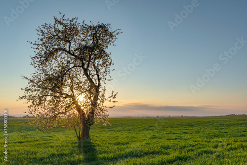 Lonely blooming tree on a green meadow at sunset in spring
