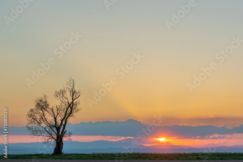 lonely tree silhouette at sunset in the prairie of Thailand