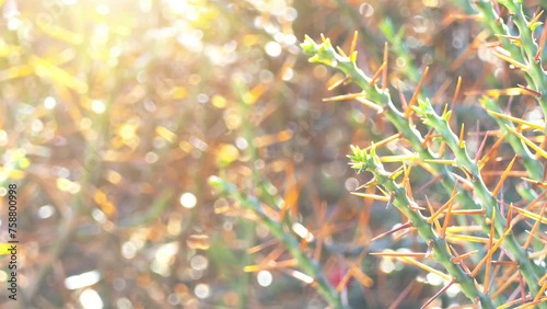 Cylindropuntia leptocaulis, the desert Christmas cactus, desert Christmas cholla, pencil cactus, or tasajillo, is a species of cholla cactus. photo