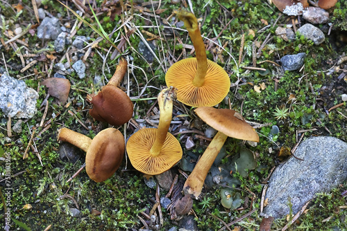 Saffron webcap, Cortinarius croceus, also called Dermocybe crocea,  wild mushroom from Finland photo